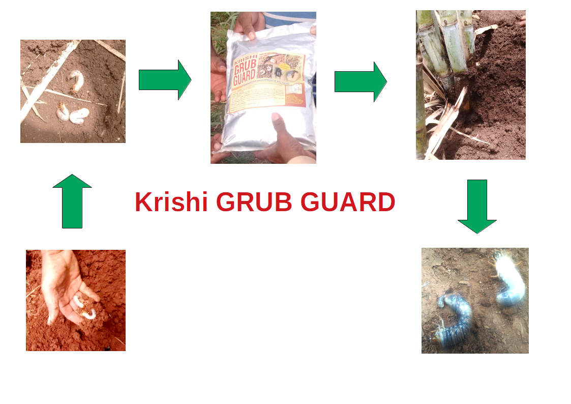 Grub-Guard-Process